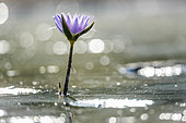 Water lily flower in middle of water with spark backlit in Kruger National park, South Africa