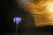 Water lily flower in Kruger National park, South Africa