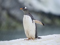 Gentoo Penguin (Pygoscelis papua) in Antarctica. Climate change results in more wet precipitation threatening breeding success. Antarctica, Antarctic Peninsula, Petermann Island, late summer