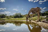 Giraffe drinking at waterhole in Kruger National park, South Africa ; Specie Giraffa camelopardalis family of Giraffidae