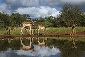 Common Impala (Aepyceros melampus) in Kruger National park, South Africa