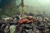 Red swamp crayfish (Procambarus clarkii) in a pond, Couffy commune, Loir-et-Cher, France