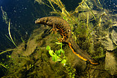 Northern crested newt (Triturus cristatus) female laying eggs in a pond, she encloses her egg in the vegetation with her hind legs, Couffy commune, Loir et Cher, France