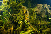 Northern crested newt (Triturus cristatus) female laying eggs in a pond, she encloses her egg in the vegetation with her hind legs, Couffy commune, Loir et Cher, France