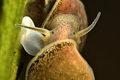 Freshwater snail (Lymnaea sp) laying eggs on an aquatic plant in a pond, Loir et Cher, France