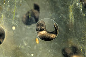 Grass frog (Rana dalmatina) tadpole developing in a pond, city of Couffy, Loir et Cher, France