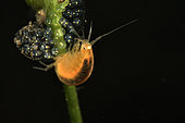 Female gammarid on the move in a pond, Loir et Cher, France