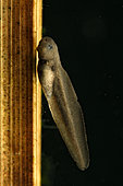 Grass frog (Rana dalmatina) tadpole developing in a pond, city of Couffy, Loir et Cher, France