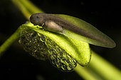 Grass frog (Rana dalmatina) tadpole developing in a pond, city of Couffy, Loir et Cher, France