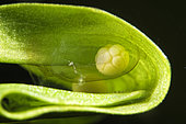 Northern crested newt (Triturus cristatus) egg protected by a leaf, city of Couffy, Loir et Cher, France