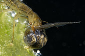 Predation of a tadpole by a larva of Great diving beetle (Dytiscus marginalis), city of Couffy, Loir et Cher, France