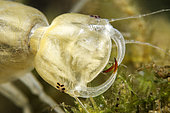 Great diving beetle (Dytiscus marginalis) larva in a pond just after moulting, city of Couffy, Loir et Cher, France