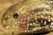 Agile frog (Rana dalmatina) tadpole developing in a pond, city of Couffy, Loir et Cher, France