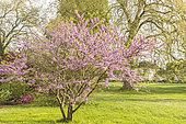 Judas tree, Cercis siliquastrum, Ecole du Breuil, Paris, France