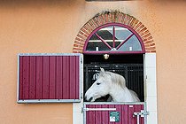 Percheron horse at the Haras de l'Arche de la Nature, Le Mans Métropole, Sarthe, Paysse de la Loire, France