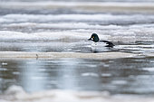 Common Goldeneye (Bucephala clangula) on a thawed section of lake. Inari region, Finland.