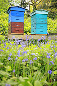 Hives set up in a meadow in the Normandy bocage in spring, France