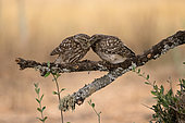 Little owls (Athene noctua) on a branch in the Toledo region of Spain.