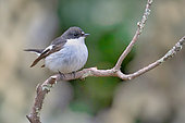 Pied Flycatcher (Ficedula hypoleuca) male on a branch, France