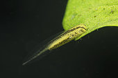 Northern crested newt larva protected by a leaf, city of Cuffy, Loir et Cher, France