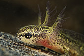 Palmate newt larva protected by a leaf, city of Couffy, Loir et Cher, France
