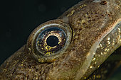 crested newt posed at the bottom- city of couffy - loir et cher - france