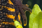 Front leg of a female crested newt in a pond, Loir et Cher, France