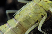 Detail of a dragonfly nymph in a pond, commune of Couffy, Loir et Cher, France