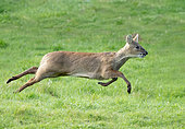 Chinese water deer (Hydropotes inermis) running in a meadow, England