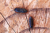 Pill woodlice (Armadillidium sp) on a tree trunk, Montenegro