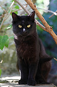 Black cat sitting
