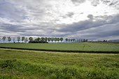 Arable landscape with a wheat field and a tractor track in the Auvergne Limagne plain at Ennezat, France on 26 April 2024.