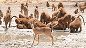 Baboon chacma (Papio ursinus) and Oribi (Ourebia ourebi) surrounded by bees in flight at the waterhole, Niokolo koba National Park, Senegal