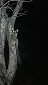 Lesser Bushbaby (Galago senegalensis) on a tree at night, Niokolo Koba National Park, Senegal
