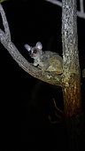Lesser Bushbaby (Galago senegalensis) on a tree at night, Niokolo Koba National Park, Senegal