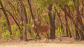 Roan antelope (Hippotragus equinus) in the forest, Niokolo Koba National Park, Senegal