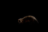 White-tailed mongoose (Ichneumia albicauda) at night, Niokolo Koba National Park, Senegal