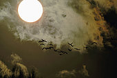 Flight of common cranes (Grus grus) over the Loire in the Nièvre region, France