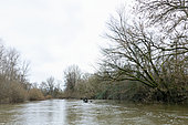 Kayak exploration of an arm of the Loire in winter near La Charité sur Loire, Loire Valley, Nièvre, France