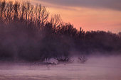Colony of common cranes (Grus grus ) on the Loire at dawn in winter, near Pouilly sur Loire, Loire Valley, Nièvre, France