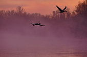 Common Cranes (Grus grus) in flight over the Loire at dawn in winter near Pouilly sur Loire, Loire Valley, Nièvre, France