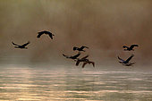 Common Cranes (Grus grus) in flight over the Loire at dawn in winter near Pouilly sur Loire, Loire Valley, Nièvre, France