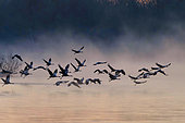 Common cranes (Grus grus) flying at dawn from a dormitory on a beach on the Loire near Pouilly sur Loire, Loire Valley, Nièvre, France