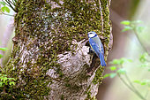 Blue tit (Cyanistes caeruleus) on a black poplar (Populus nigra) trunk in spring, Mesves sur Loire, Loire Valley, Nièvre, France