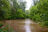 Secondary branch of the Loire in flood near Cosne sur Loire in springtime, Loire Valley, Nièvre, France