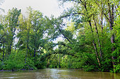 Secondary branch of the Loire in flood near Cosne sur Loire in springtime, Loire Valley, Nièvre, France