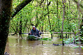 Exploring the Loire forest during a major Loire flood near Cosne sur Loire, Loire Valley, Nièvre, France