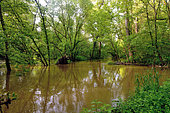 Loire forest during a major spring flood, near Cosne sur Loire, Loire Valley, Nièvre, France