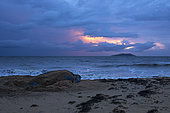 Leatherback turtle (Dermochelys coriacea) female at sunrise, Remire-Montjoly, French Guiana