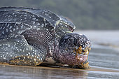 Portrait of a female leatherback turtle (Dermochelys coriacea) returning to the sea after laying, Remire-Montjoly, French Guiana
